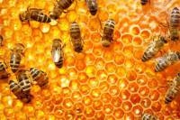 فایل word طرح توجیهی پرورش و نگهداری زنبور عسل با ظرفیت 1000 کندو