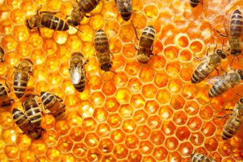 فایل word طرح توجیهی پرورش و نگهداری زنبور عسل با ظرفیت 1000 کندو